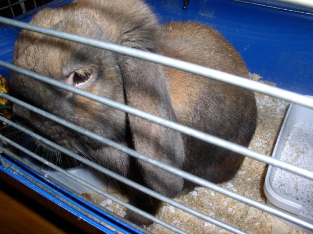 04 - Dennis