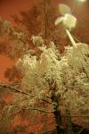 08 - Heavy branches
