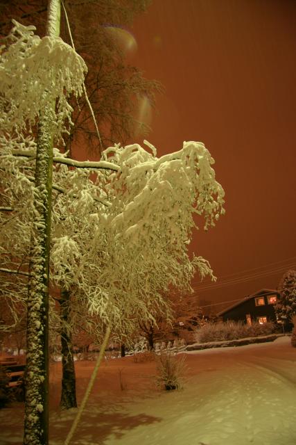09 - Heavy branches