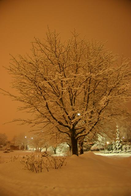 12 - Tree