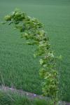 04 - Young Tree in the Wind