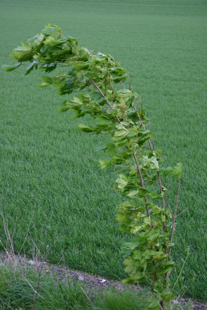 04 - Young Tree in the Wind