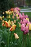 05 - Tulips