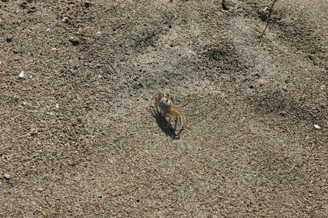 15 - Crabs on the Beach