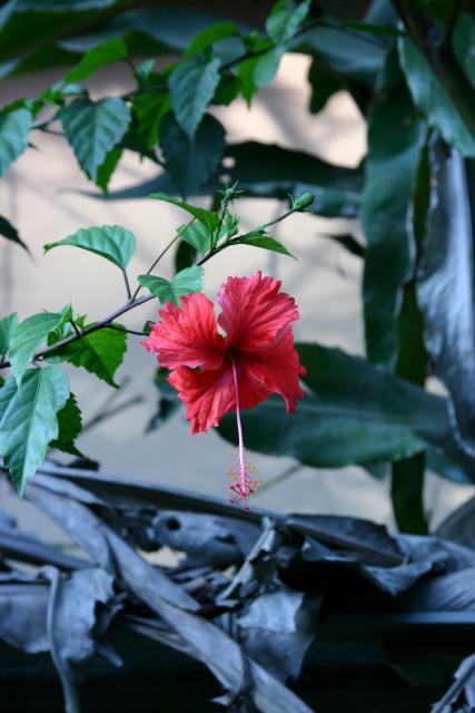 44 - Red Hibiscus