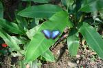 64 - Butterfly Garden - Blue Morpho