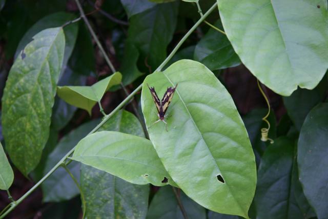 67 - Butterfly Garden - Flexing muscles