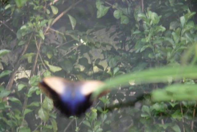 70 - Butterfly Garden - Almost got him