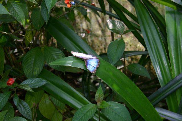 72 - Butterfly Garden - Dead Blue Morpho