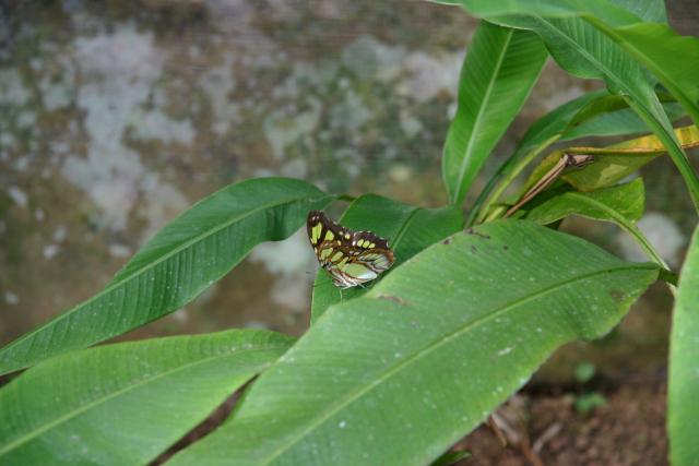 73 - Butterfly Garden - Yellow one