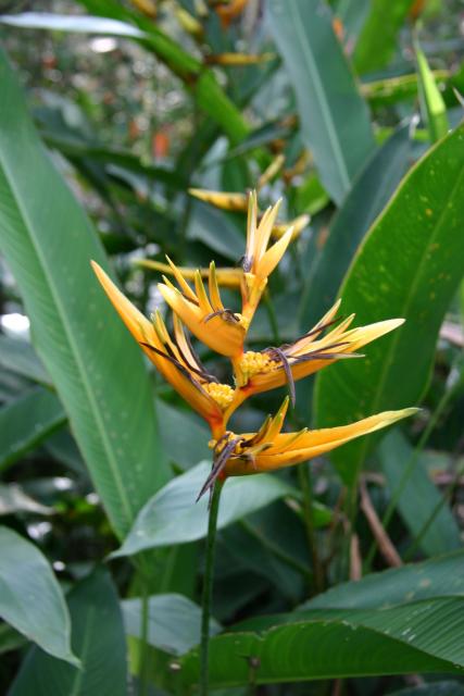 75 - Butterfly Garden - Cool flower