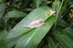 78 - Butterfly Garden - Blue Morpho Larva