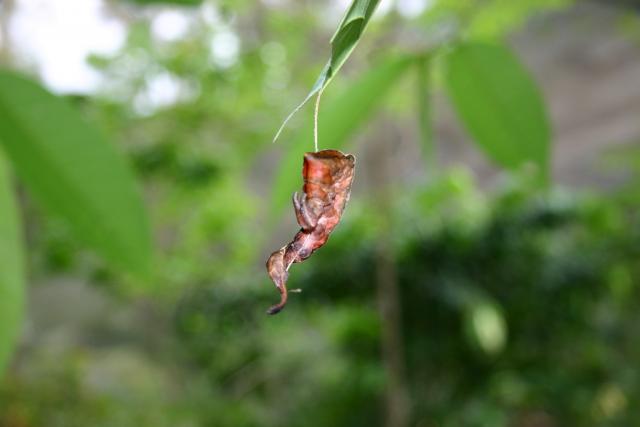 81 - Butterfly Garden - Hanging Larva