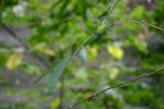 82 - Butterfly Garden - Blue Morpho Larva hanging down in the middle in leaf