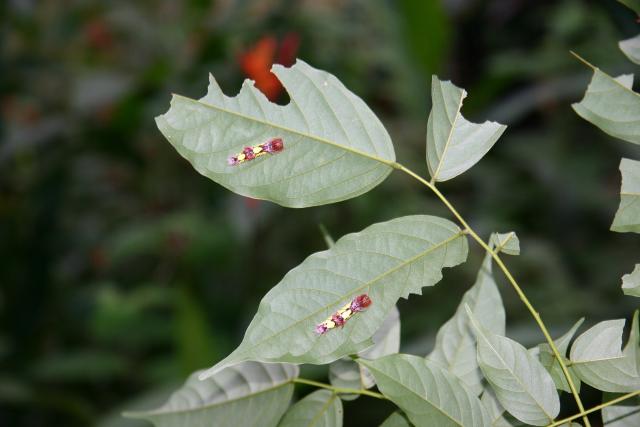 84 - Butterfly Garden - Larva Siblings