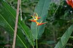 85 - Butterfly Garden - Pretty Flower