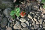 90 - Butterfly Garden - Tiny Flowers