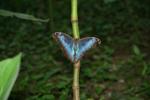 96 - Butterfly Garden - Blue Morpho on stilk