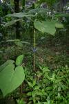 97 - Butterfly Garden - Blue Morpho on stilk