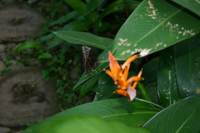 98 - Butterfly Garden - Blue Morpho closed