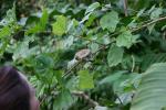  103 - Hummingbird nest.jpg