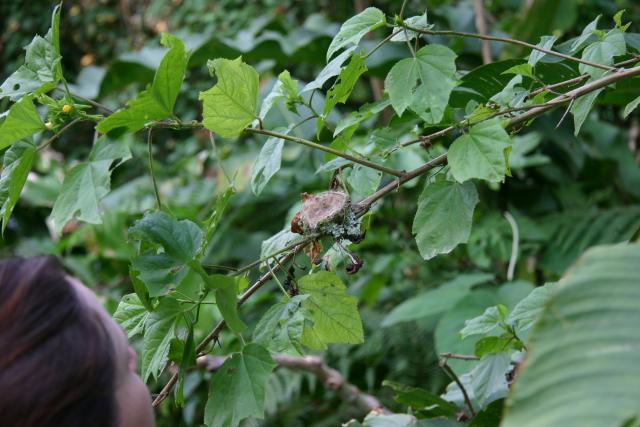  103 - Hummingbird nest.jpg