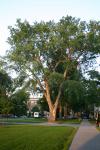 04 - Tree across from Silsby.jpg