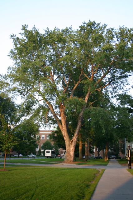 04 - Tree across from Silsby.jpg