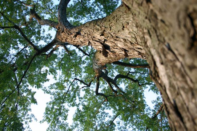 06 - Tree across from Silsby.jpg