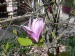 62 - Magnolia flower