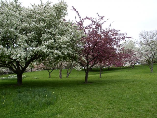 56 - Blossoming trees