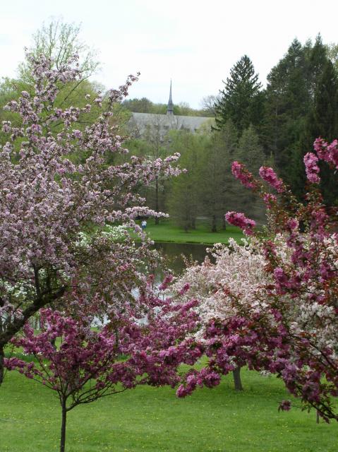 60 - Skinner through blossoms