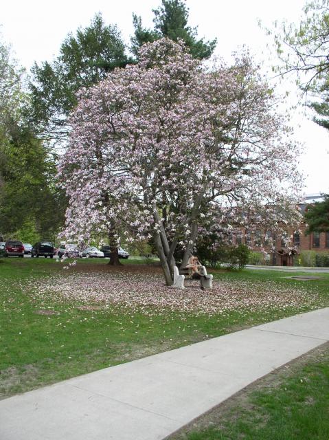 78 - Magnolia