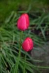 07 - Tulips