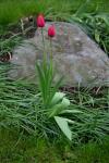 08 - Tulips