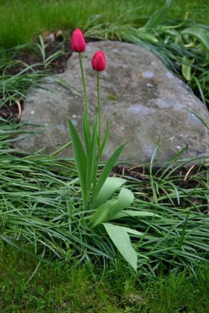 08 - Tulips