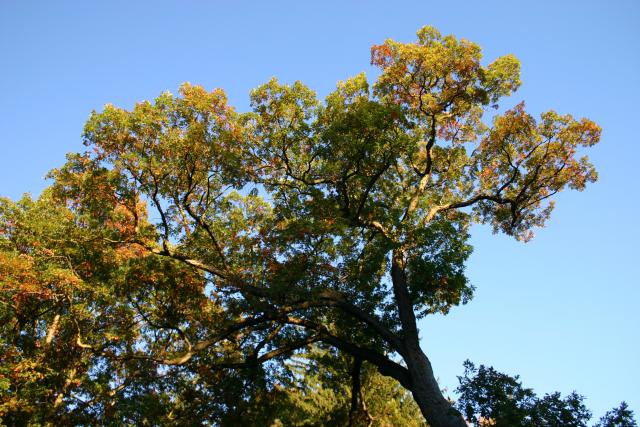 16 - Tree next to Shakespeare-garden